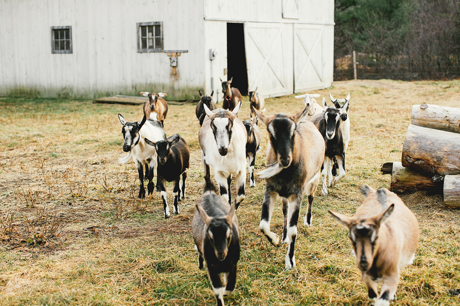 amee_farms_riverside_farms_pittsfield_VA -1034