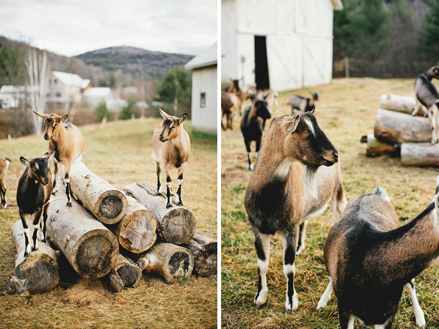 amee_farms_riverside_farms_pittsfield_VA -1035