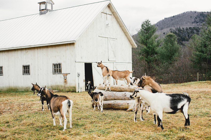 amee_farms_riverside_farms_pittsfield_VA -1036