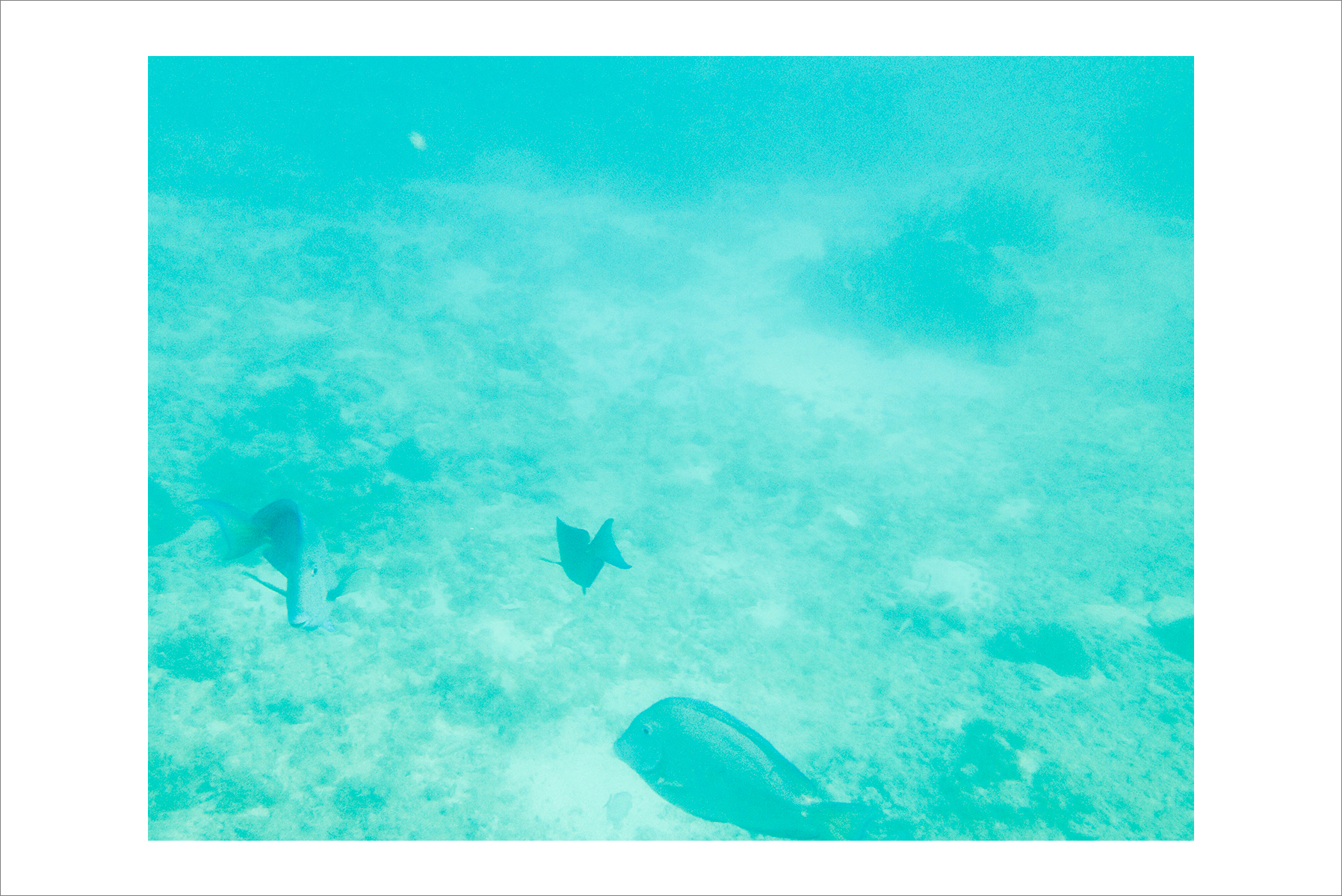 jenn&dwight_barcelo_playa_del_carmen_wedding-1159