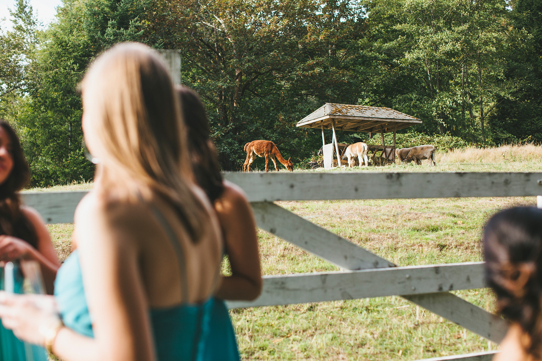 danielle&rob_delille_cellars_wedding-1097