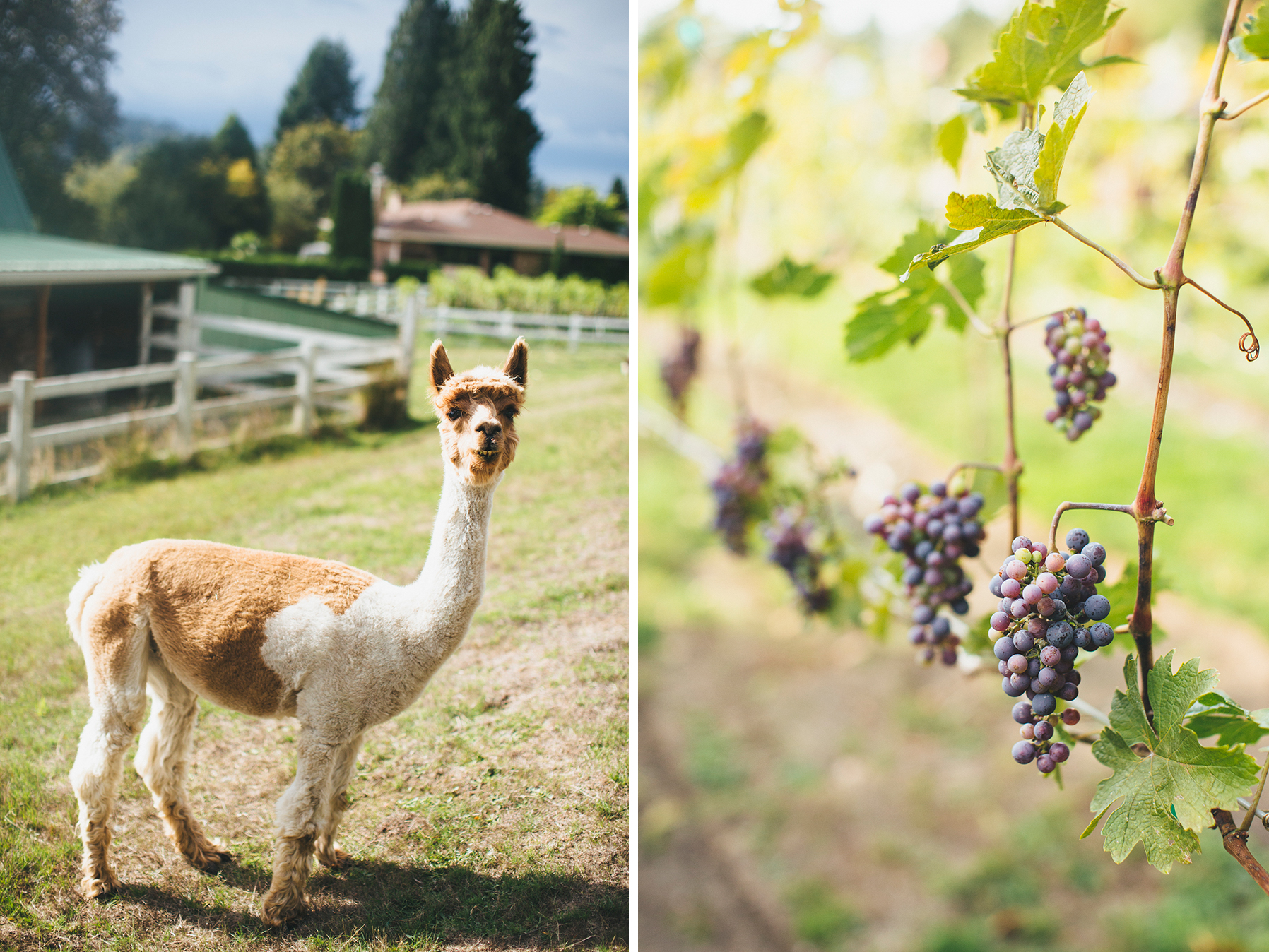 danielle&rob_delille_cellars_wedding-2001